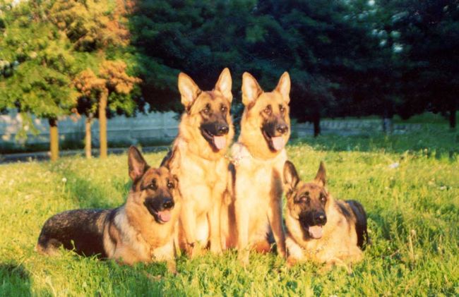 Песовете, убили Верка, нападали и преди