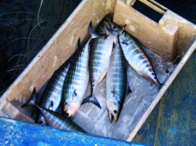 Паламудът чезне, закова 12 лв.