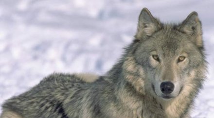 дете играе вълци снимки