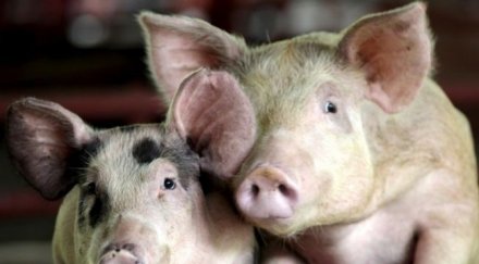 6000 мъртви прасета шанхай