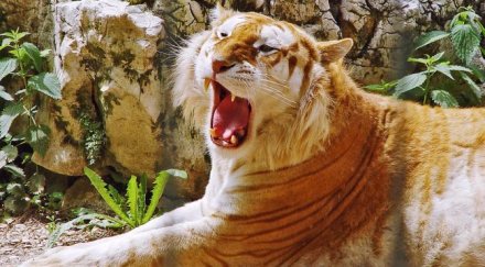 тигър уби фермер остров суматра