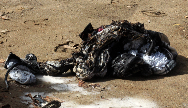 Димитър Димитров: Запалих се, защото останах без работа! (Снимки)