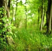 Обявиха нови 109 гори със специален статут