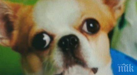 столичанка плати бона откуп откраднатите кученца