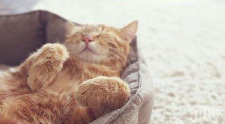 рекорд гинес дългият котарак света достигна 1194