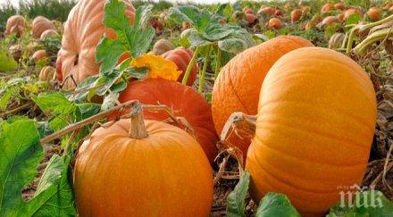 прочухме мъж сандански отгледа тиква тежаща кила снимка