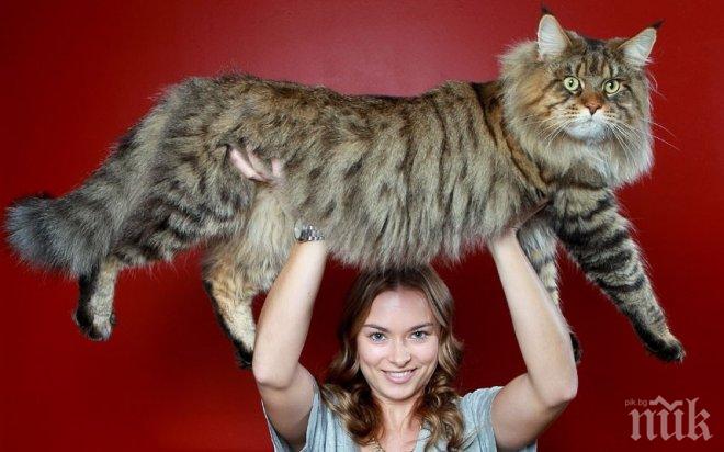 120-сантиметрова котка влезе в Рекордите на Гинес