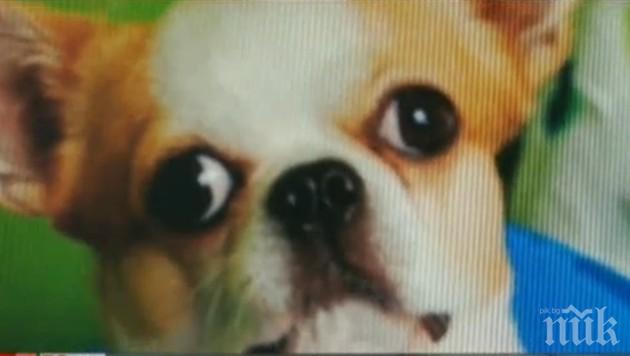 Столичанка плати 2 бона откуп за откраднатите си кученца