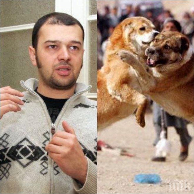 КРЪВ И ЗРЕЛИЩЕ! Шокиращи разкрития - маскирали боевете с кучета като изложби