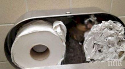 колорадо запълват уличните пукнатини тоалетна хартия