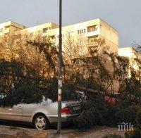 ВРЕМЕТО ПОЛУДЯ! Ураганният вятър в София събори дървета и ламарини (СНИМКИ)
