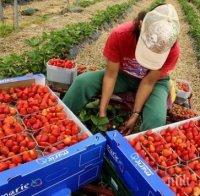 Испания търси наши берачки на ягоди! Има 600 свободни места