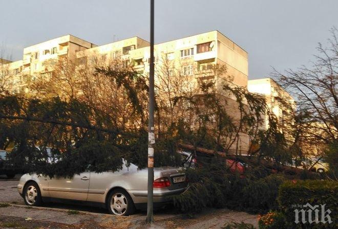 ВРЕМЕТО ПОЛУДЯ! Ураганният вятър в София събори дървета и ламарини (СНИМКИ)