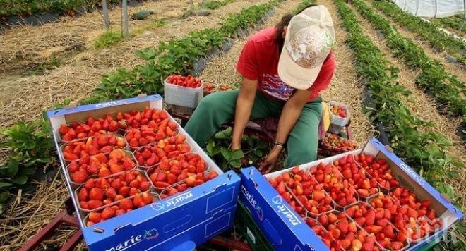 Испания търси наши берачки на ягоди! Има 600 свободни места
