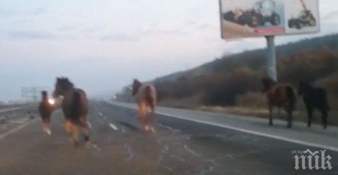 ПЪЛЕН ШАШ! Вместо коли по магистрала Тракия препускат... коне 