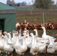 Опасен щам на птичи грип върлува в Европа