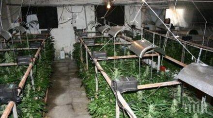 разбиха две наркоферми бургас