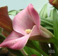 Вижте кои цветя вредят на човека