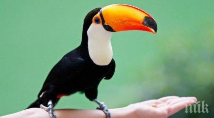 вида папагали показват читалището хасково