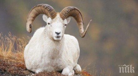 побеснял овен нападна уби възрастен французин