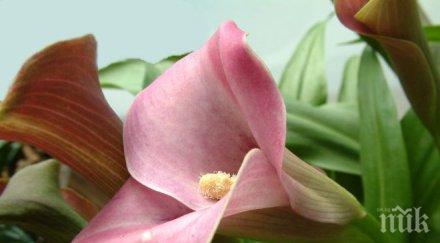 вижте цветя вредят човека