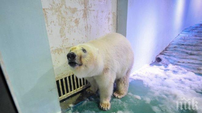 „Най-тъжната мечка на света“ временно на свобода