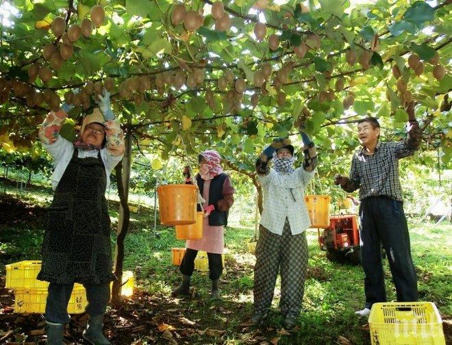 Юруш на кивито в Северна Гърция, заплатите – между 600 и 1250 евро 