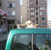 Безпризорни котки налазиха автомобилите, добре че кравите нямат такъв навик!