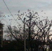 САМО В ПИК! Небето над София почерня от врани, грачат грозно около парламента (СНИМКИ/ВИДЕО)