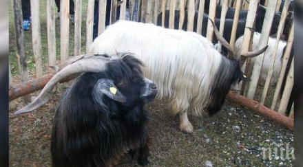 нов бизнес фермери гледат пръчове кукерски кожи