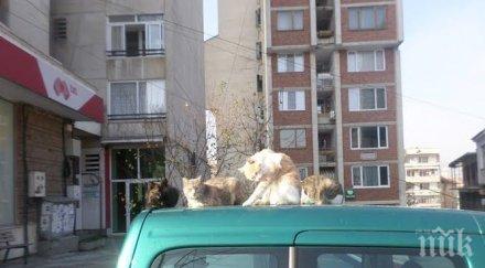 безпризорни котки налазиха автомобилите добре кравите нямат такъв навик