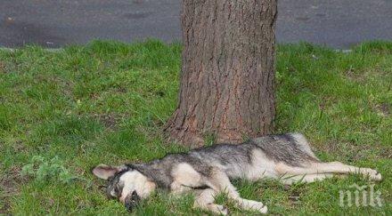 издирват садист съсякъл лопата куче