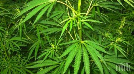 денвър стана първият град сащ разрешил марихуаната баровете ресторантите