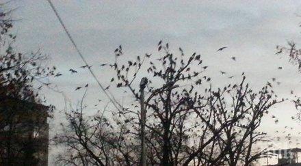 пик небето софия почерня врани грачат грозно около парламента снимки видео