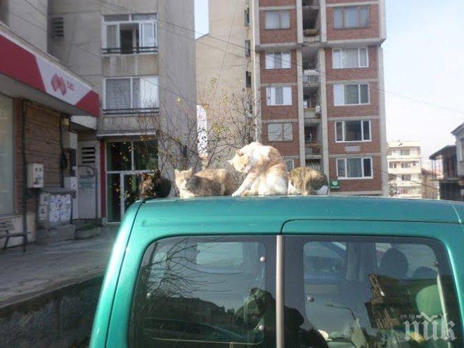 Безпризорни котки налазиха автомобилите, добре че кравите нямат такъв навик!