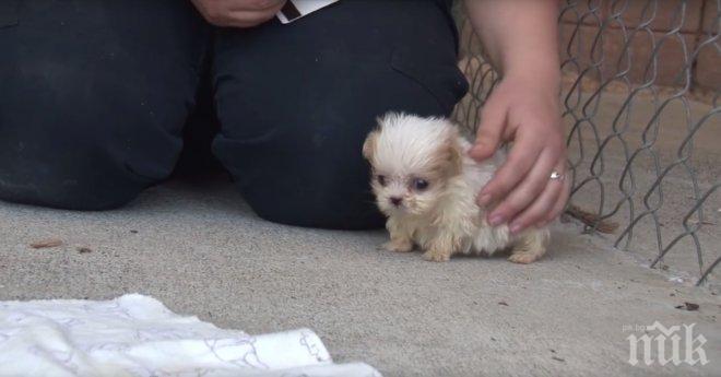 Жена продаде колата си, за да си купи кученце