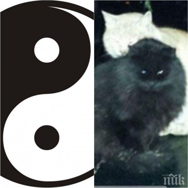 Знаете ли къде живеят ин и ян? В Пловдив, в Кючука! (СНИМКИ)