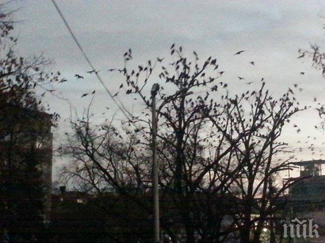 САМО В ПИК! Небето над София почерня от врани, грачат грозно около парламента (СНИМКИ/ВИДЕО)
