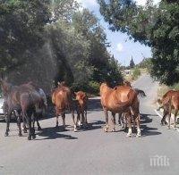 БЕЗУМИЕ! Стадо коне предизвика адско меле на пътя! Шосето е осеяно с трупове на животни, не се знае дали има пострадали хора!
