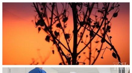 сензационно учени съобщиха пелинът убива раковите клетки часа