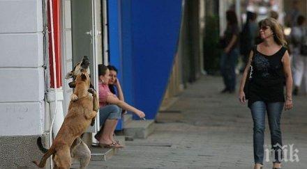 столичните помияри изчезват идват провинцията