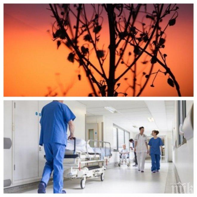 Сензационно: Учени съобщиха ,че пелинът убива раковите клетки за 16 часа