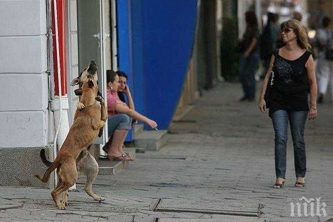 Столичните помияри изчезват, но идват други от провинцията