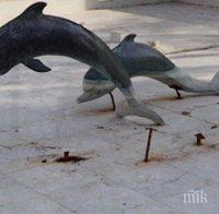 Потрес! Вандали изпотрошиха делфините в центъра на Търговище