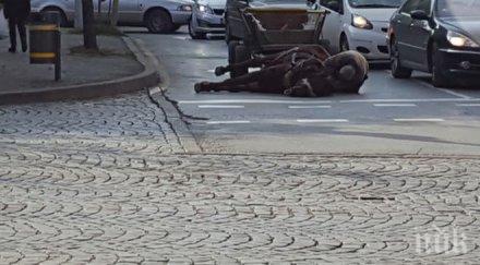 потрес кон колабира столичен булевард