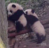МИЛО! Вижте как две панди се бият (ВИДЕО)