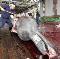 МИСТЕРИЯ! Огромен мъртъв кашалот изплува в Сена