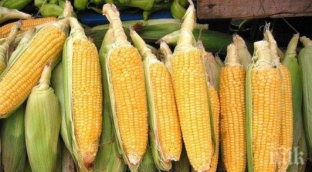 прародителят царевицата мексико