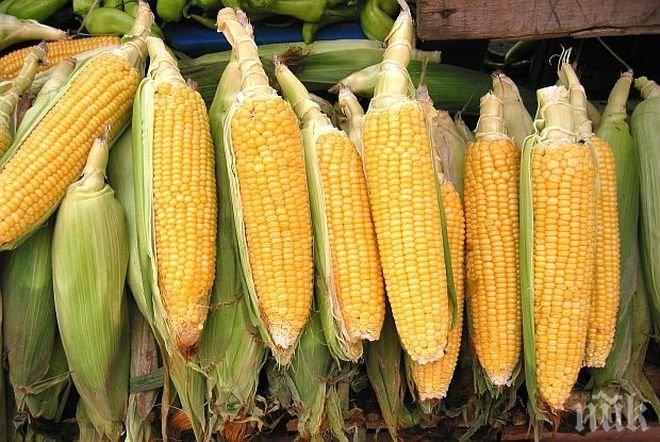 Прародителят на царевицата е Мексико