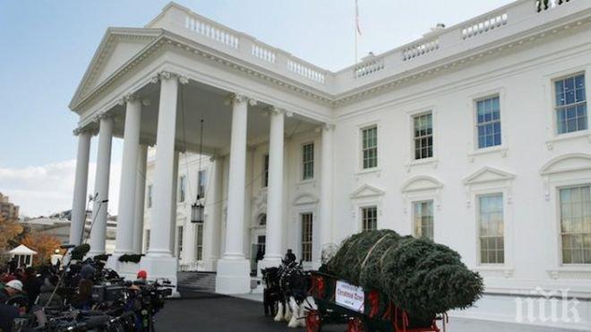 Шестметрова коледна елха влезе в Белия дом